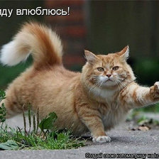 Схема вышивки «кот2»