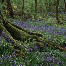 Схема вышивки «природа11»