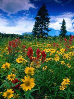 Цветочное поле - оригинал