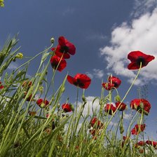 Маки в поле