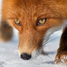 Схема вышивки «Лисочка»