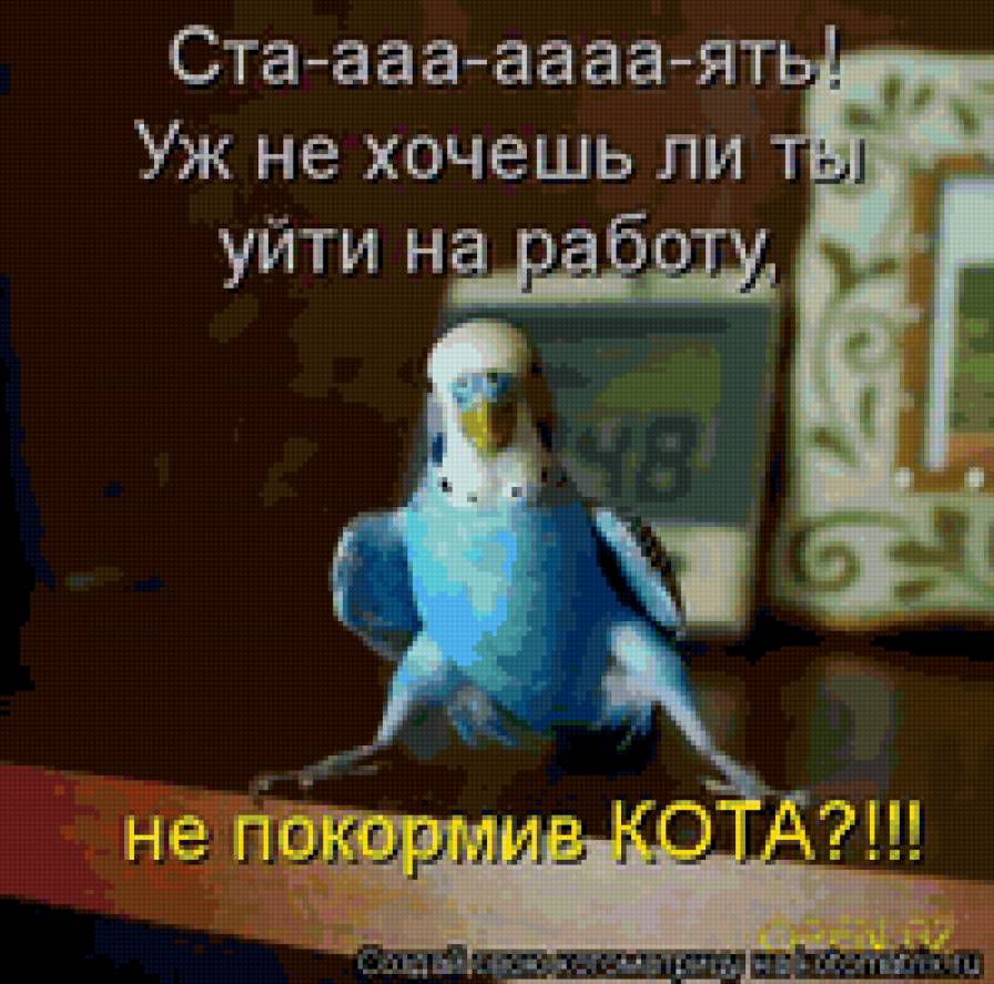 попугай - природа, попугай, волнистый, птицы - предпросмотр