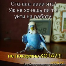 Схема вышивки «попугай»