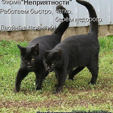 Схема вышивки «кот3»