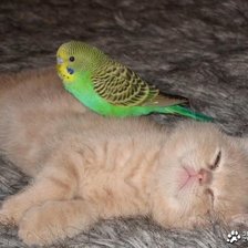 Схема вышивки «546366»