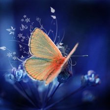 Схема вышивки «бабочка»