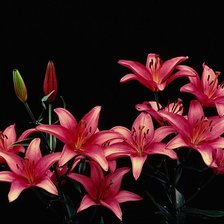 Схема вышивки «Лилии»