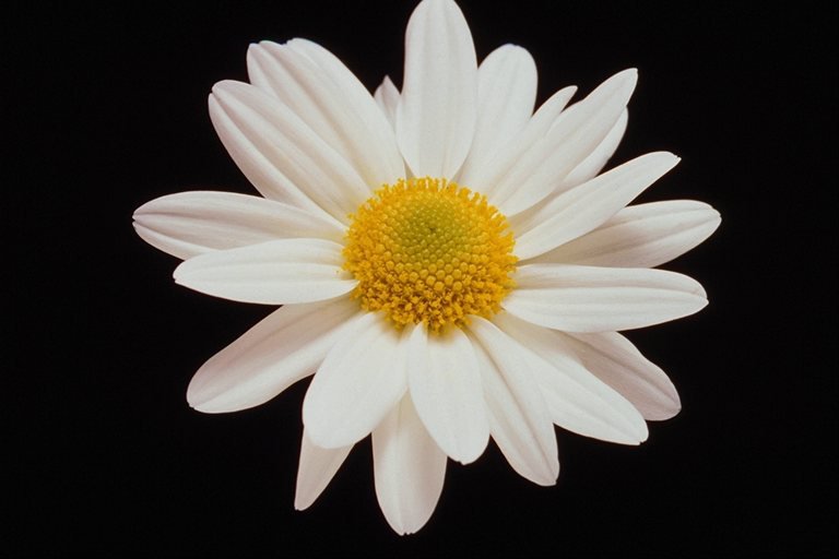 Ромашка - цветы - оригинал