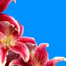 Схема вышивки «Лилии»