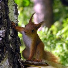 Схема вышивки «белка1»