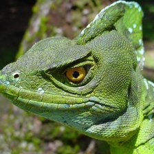 Схема вышивки «Ящерица»