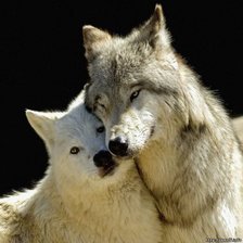 Схема вышивки «Нежность1»