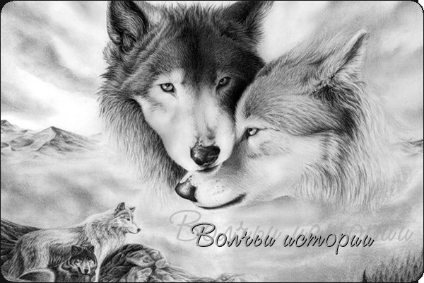 Любовь - волки - оригинал