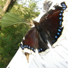 Схема вышивки «Бабочка»