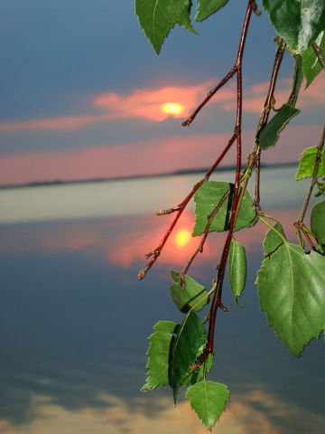 Берёза - оригинал