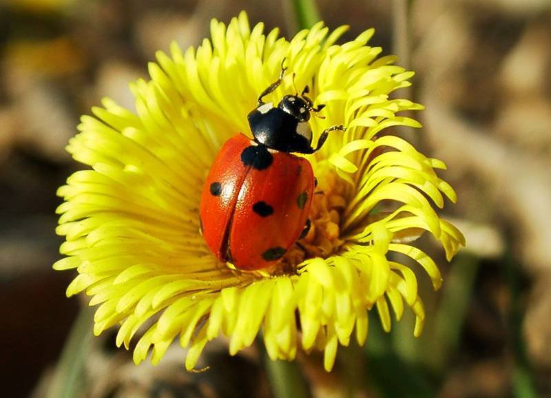 Божья коровка - оригинал