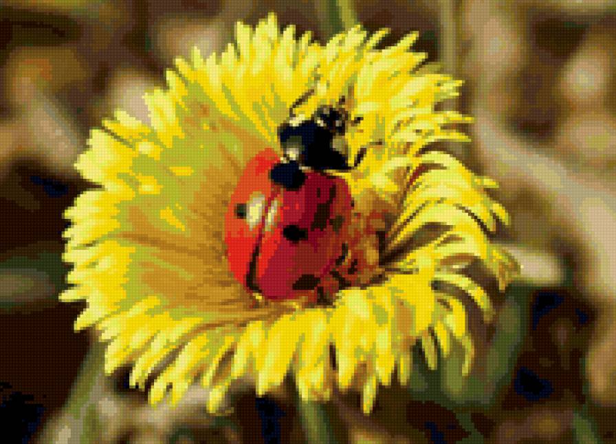 Божья коровка - предпросмотр