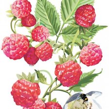 Схема вышивки «420»