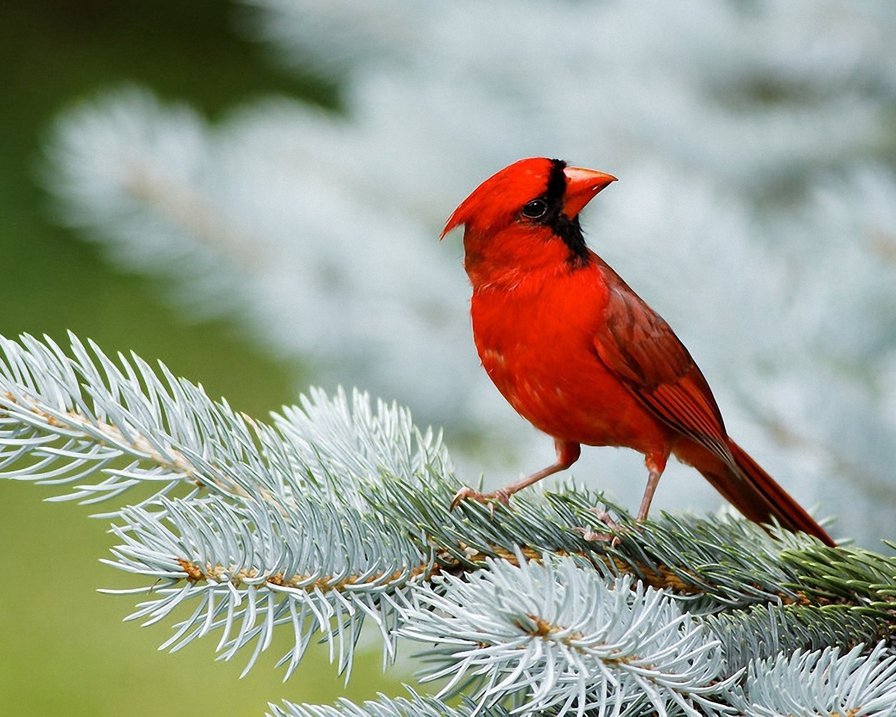 красный кардинал - птицы, природа, кардинал - оригинал