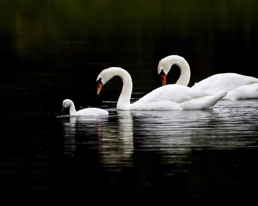 лебеди белые - птицы, лебеди, семья, природа - оригинал