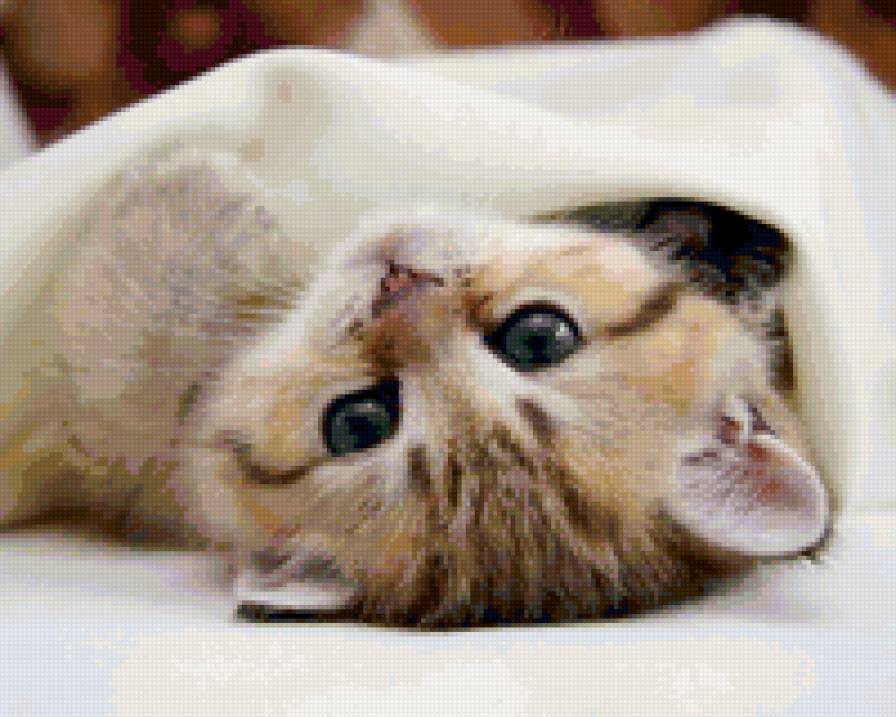 985 - животные, котята, кошки, природа - предпросмотр