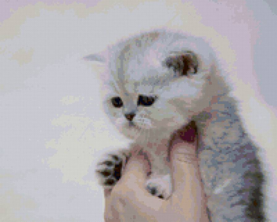 681 - кошки, котята, природа, животные - предпросмотр