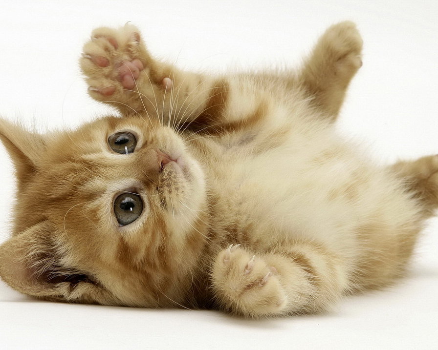 987 - животные, котята, кошки, природа - оригинал