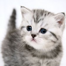 Схема вышивки «56532»