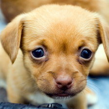 Схема вышивки «593»