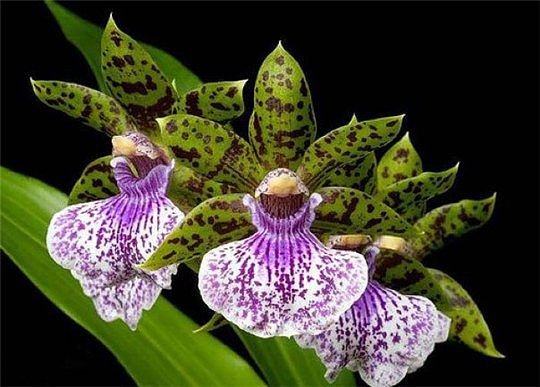 орхидея - орхидея, цветы - оригинал