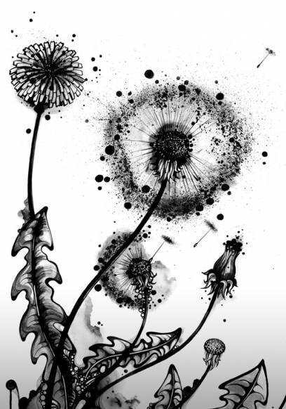 графика - одуванчик, цветы, графика - оригинал