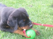 роттвейлер - оригинал