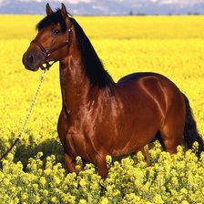 Схема вышивки «лошодь»