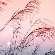 Схема вышивки «№41621»