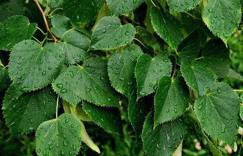 №41661 - оригинал