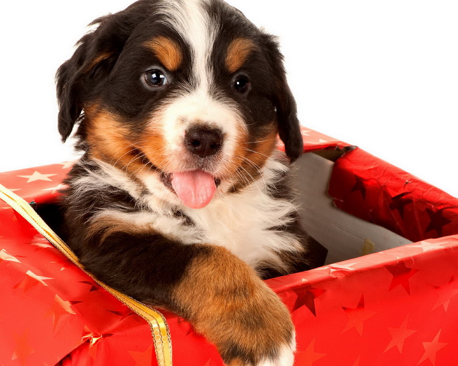 5487 - собаки, щенки, животные, природа - оригинал