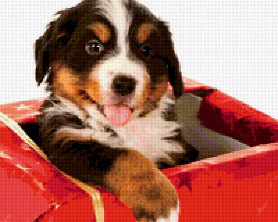 5487 - природа, щенки, собаки, животные - предпросмотр