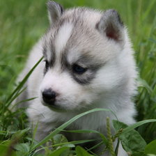 Схема вышивки «1568»