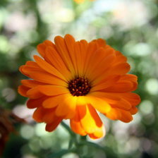 Схема вышивки «№41701»