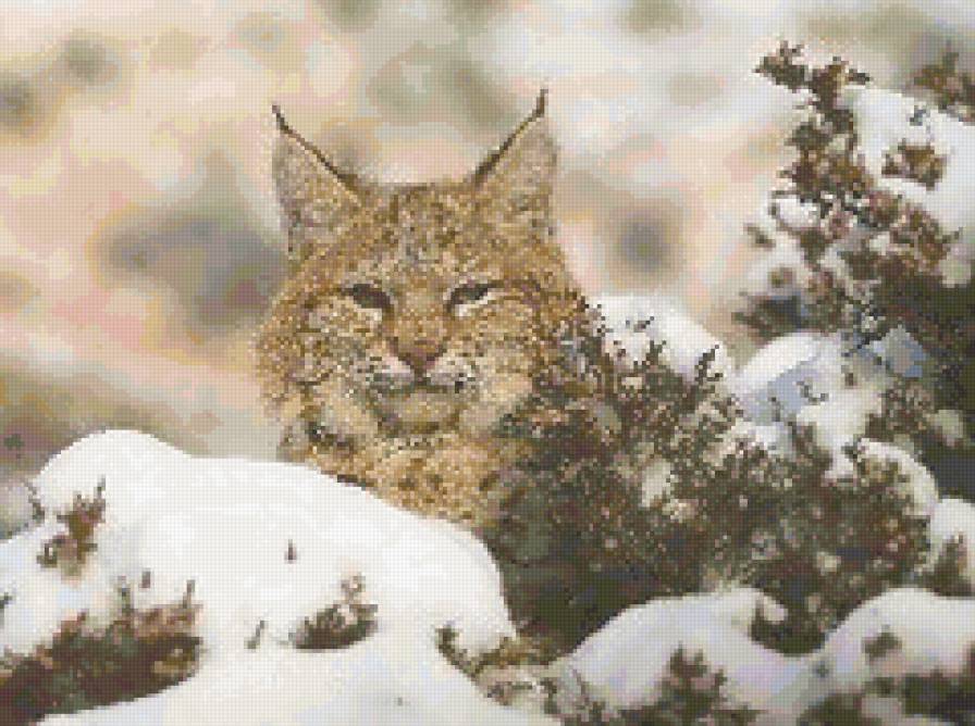 №41844 - предпросмотр