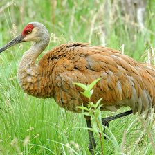 Схема вышивки «журавль»