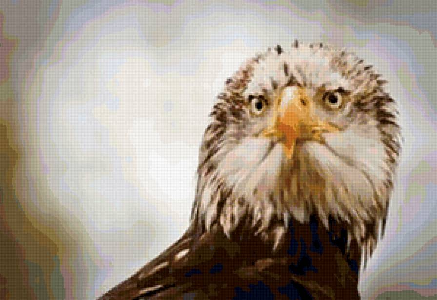 орел - небо, орел, птицы, птица - предпросмотр