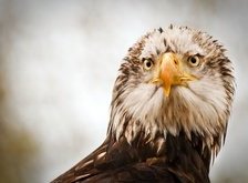 Схема вышивки «орел»