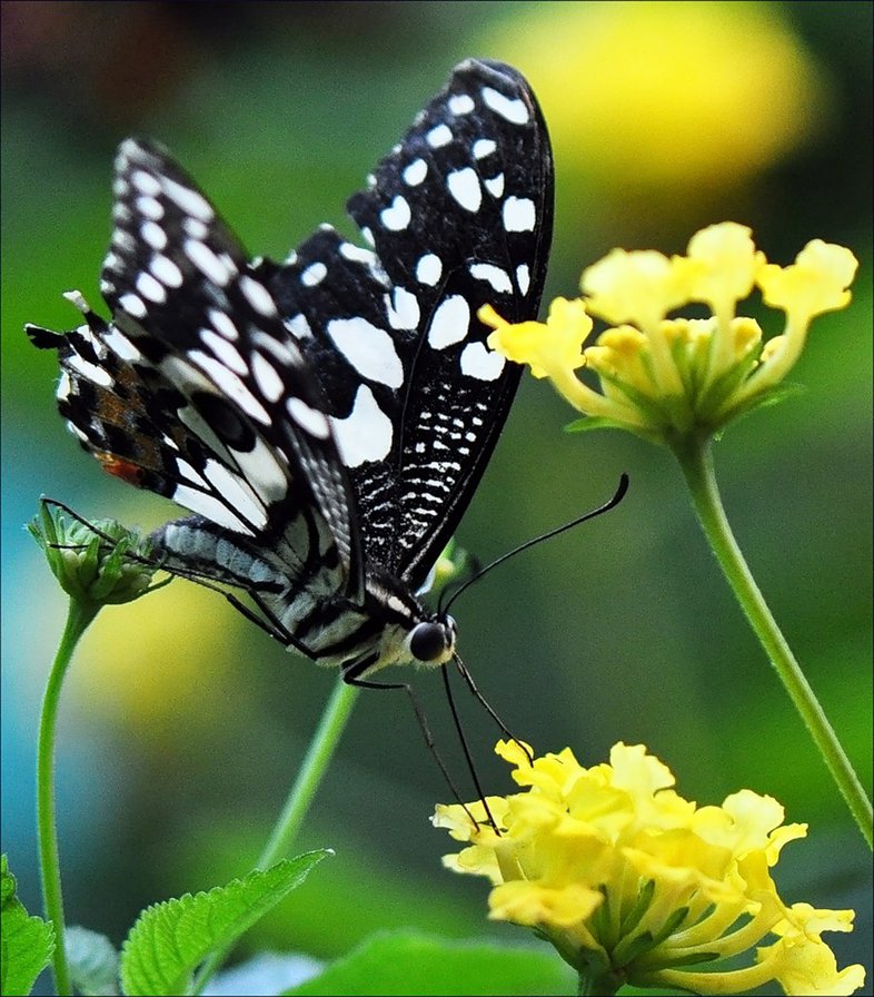 Бабочка - оригинал