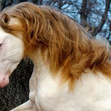 Схема вышивки «Конь рыжая грива»