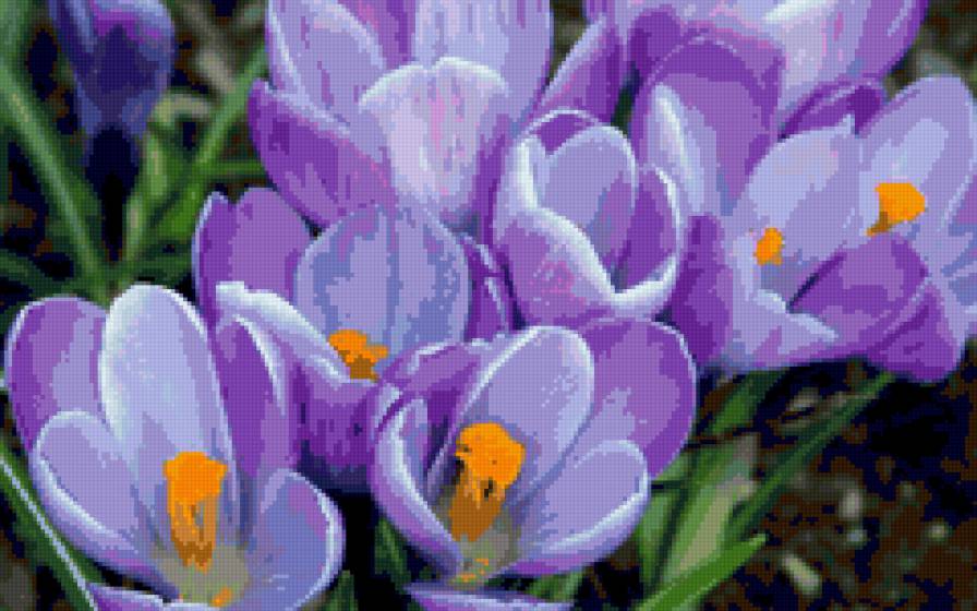 крокус - предпросмотр