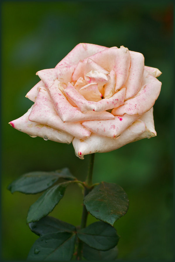 воспоминания о лете - розы, цветы - оригинал