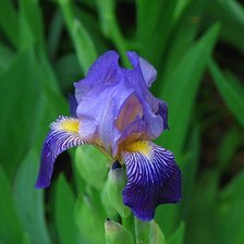 Схема вышивки «ирис»