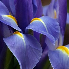 Схема вышивки «ирис»