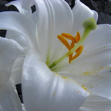 Схема вышивки «лилия»